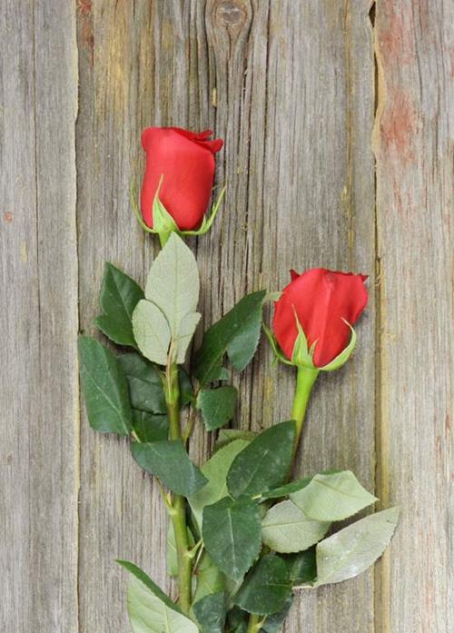 Wholesale Red Roses Delivered Online FlowerFarm